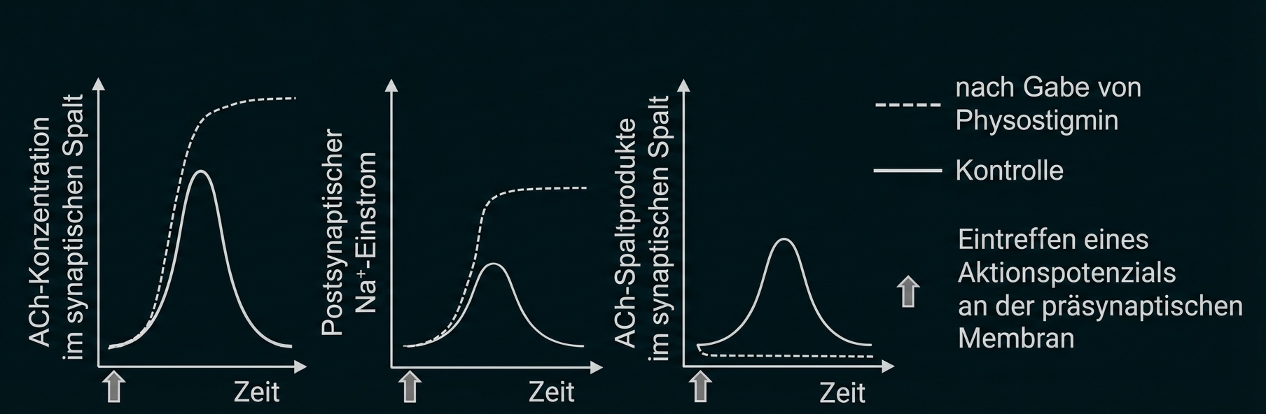 Drei Diagramme: ACh-Konzentration, postsynaptischer Na+-Einstrom und Spaltprodukte über Zeit; Kontrolle (voll) vs. Physostigmin (gestrichelt)